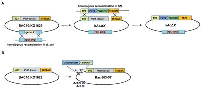 Improvement of protein production in baculovirus expression vector system by removing a total of 10 kb of nonessential fragments from Autographa californica multiple nucleopolyhedrovirus genome